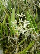 Dendrobium wattii (Hook. fil.) Rchb. fil. resmi