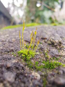 Image of tortula moss