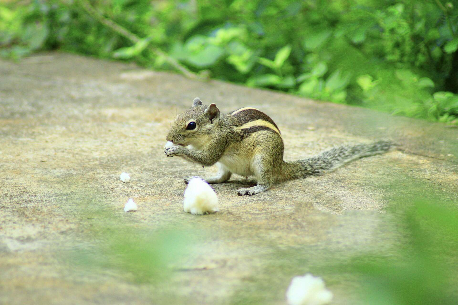 Image of Indian palm squirrel