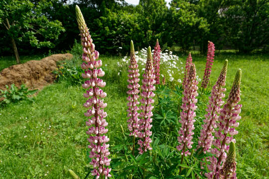 Image of big-leaved lupine