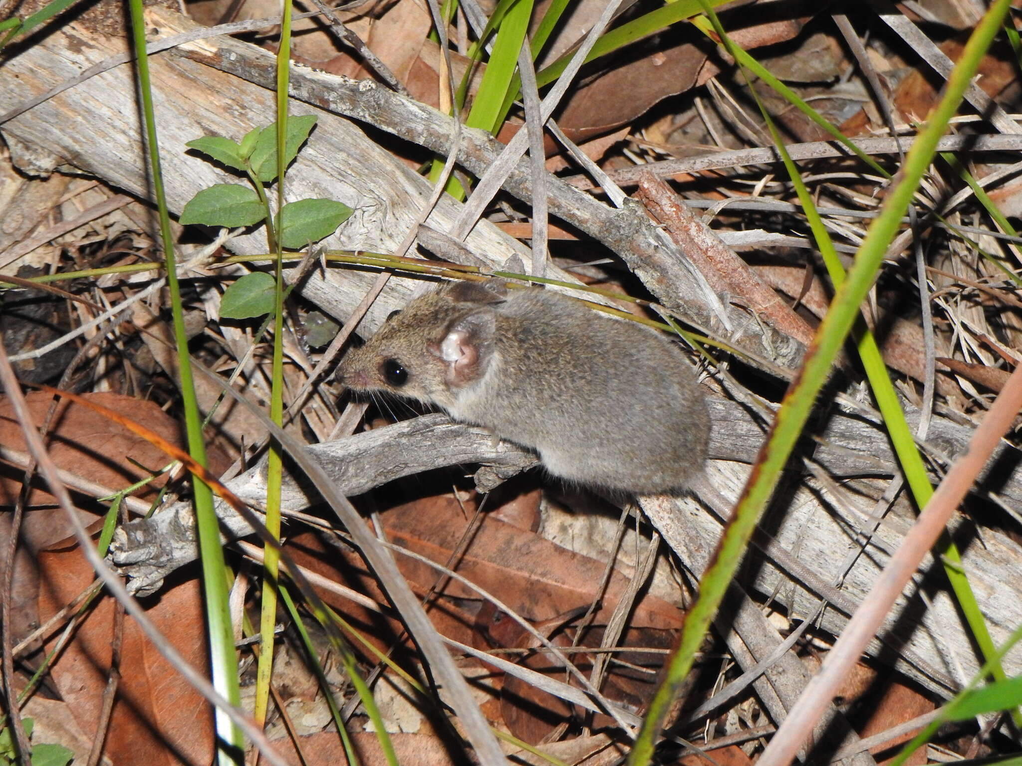 Image of Common Dunnart