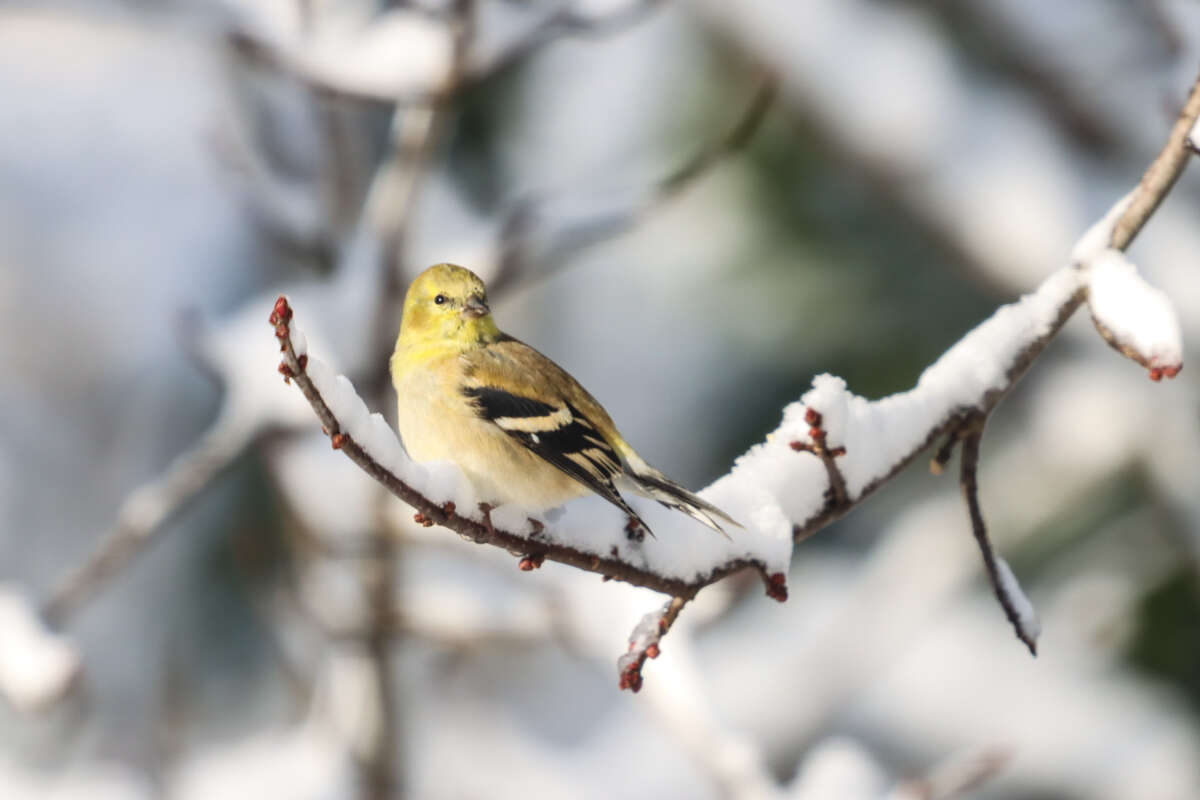 Image of American Goldfinch