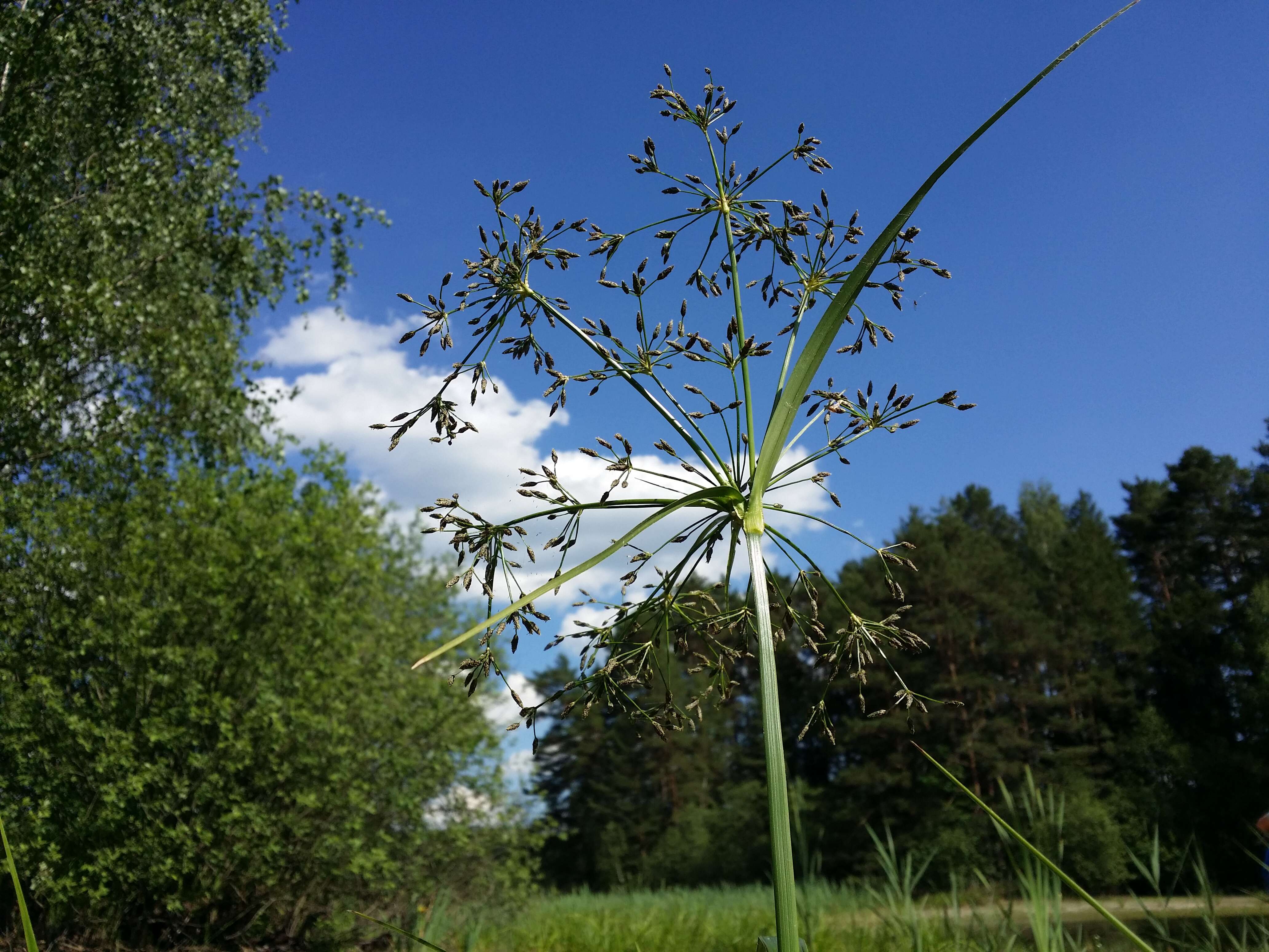 Image of Scirpus radicans Schkuhr