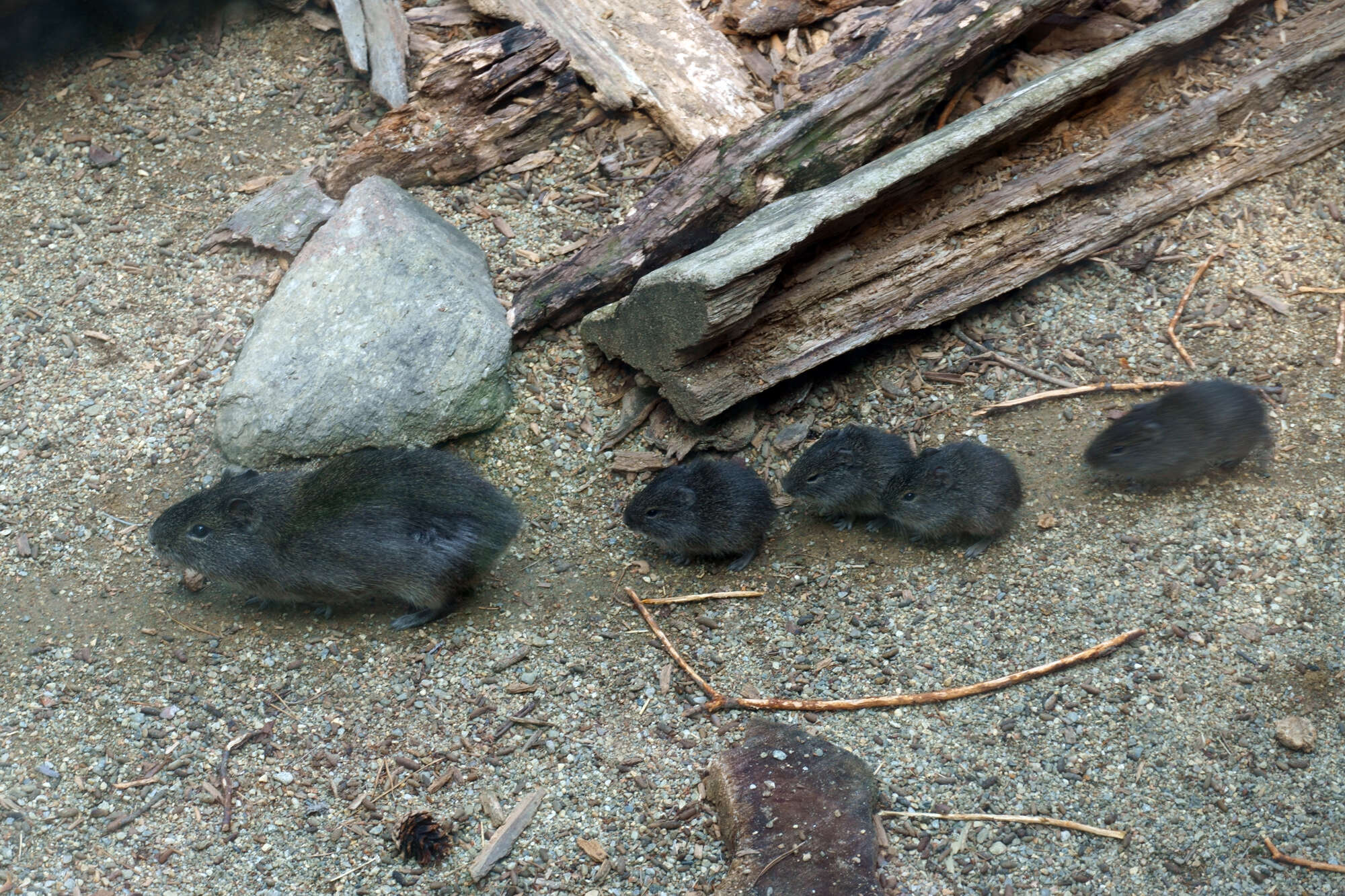 Image of Brazilian Guinea Pig