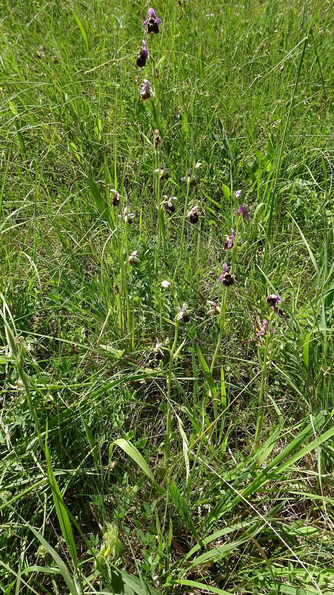 Image of Ophrys holosericea