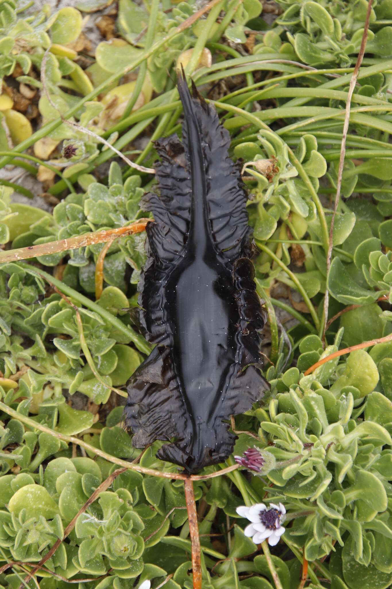 Image of Cape Elephantfish