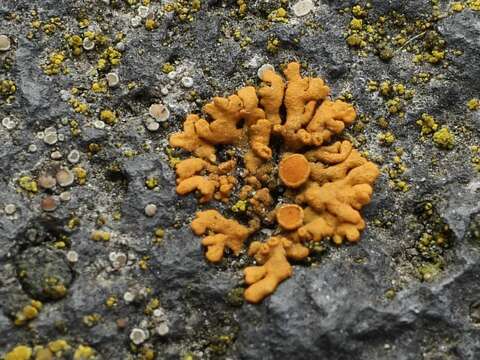 Image of elegant orange wall lichen