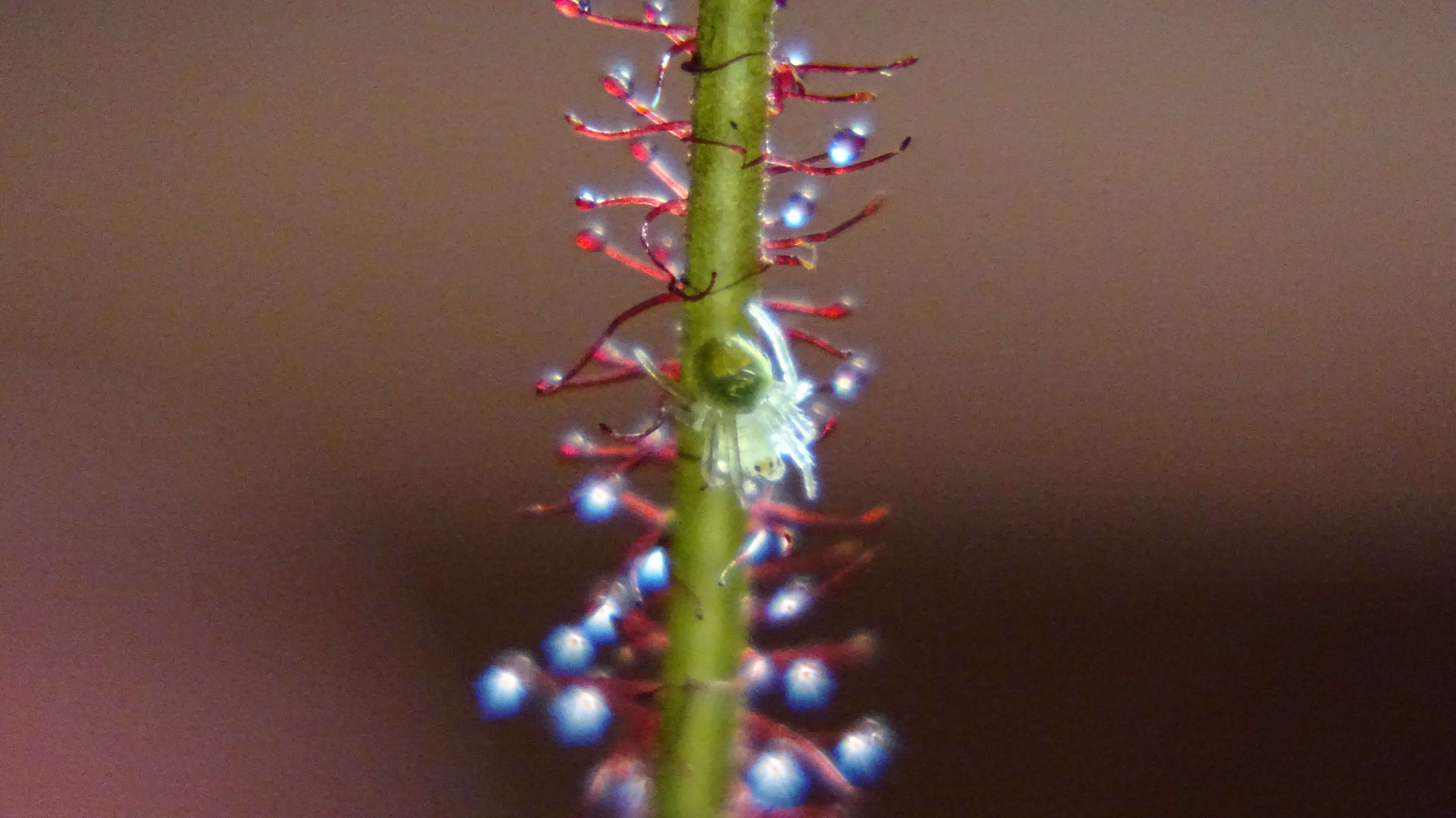 Image de Drosera filiformis Raf.