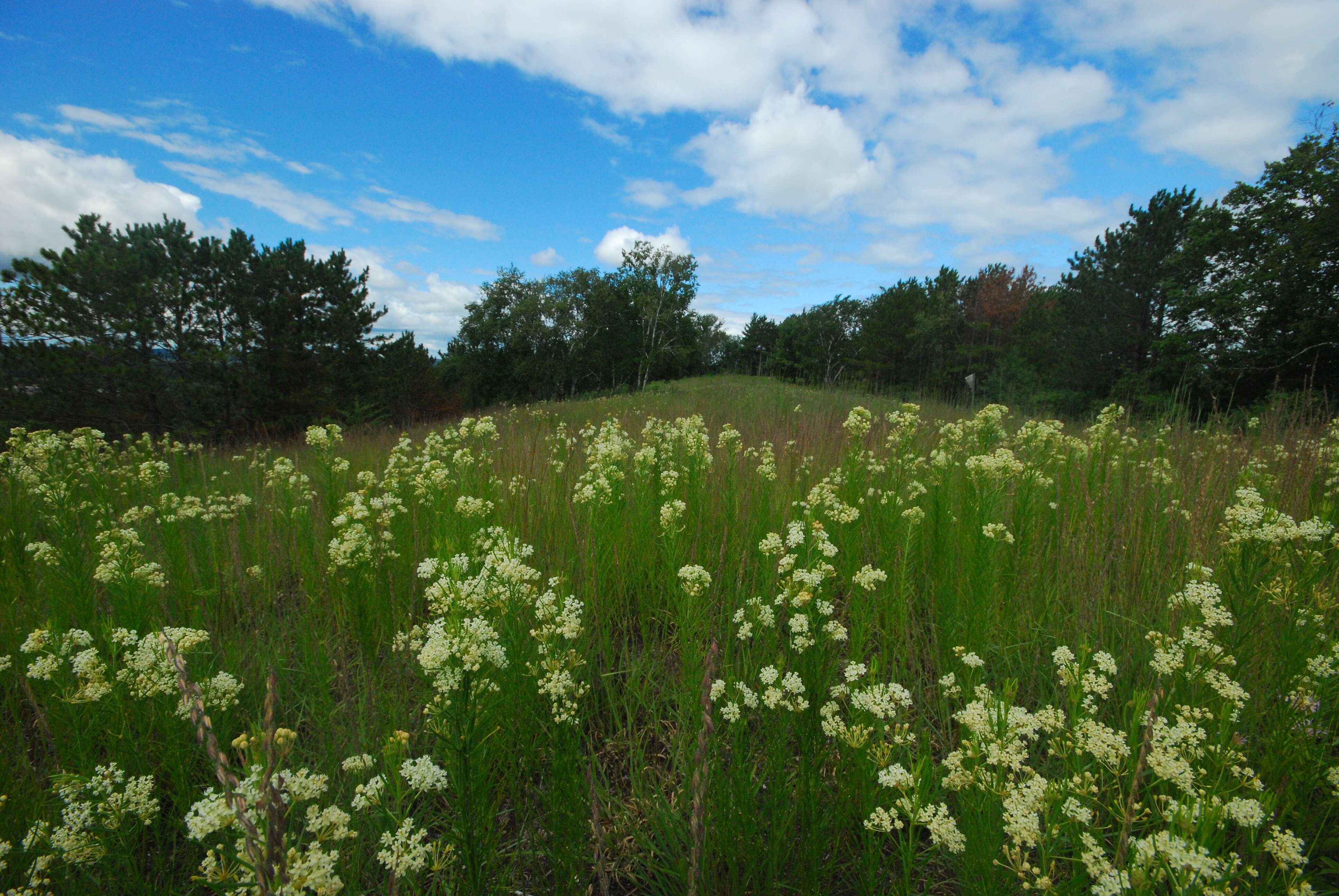 Image of whorled milkweed