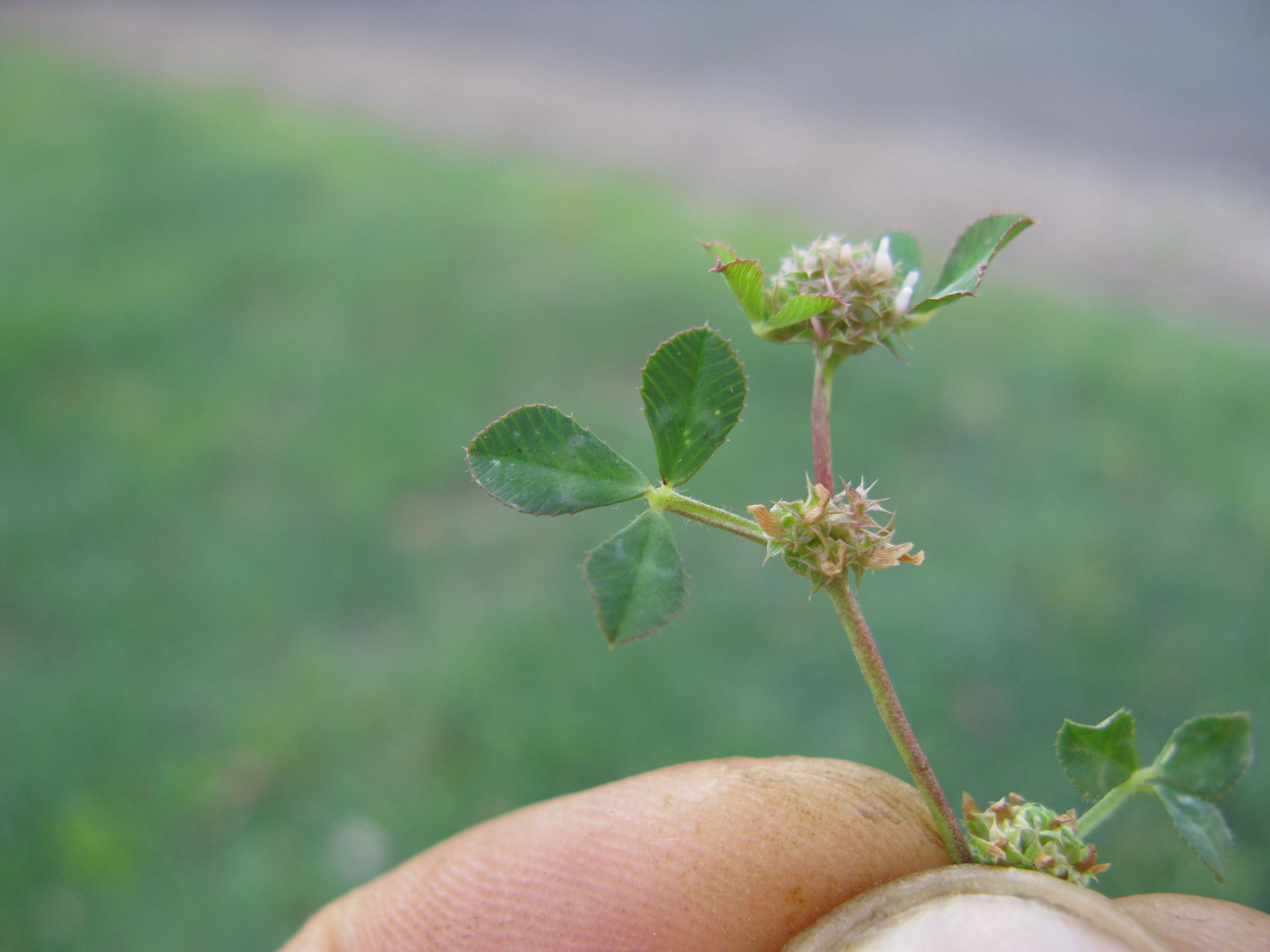 Image de Trifolium glomeratum L.