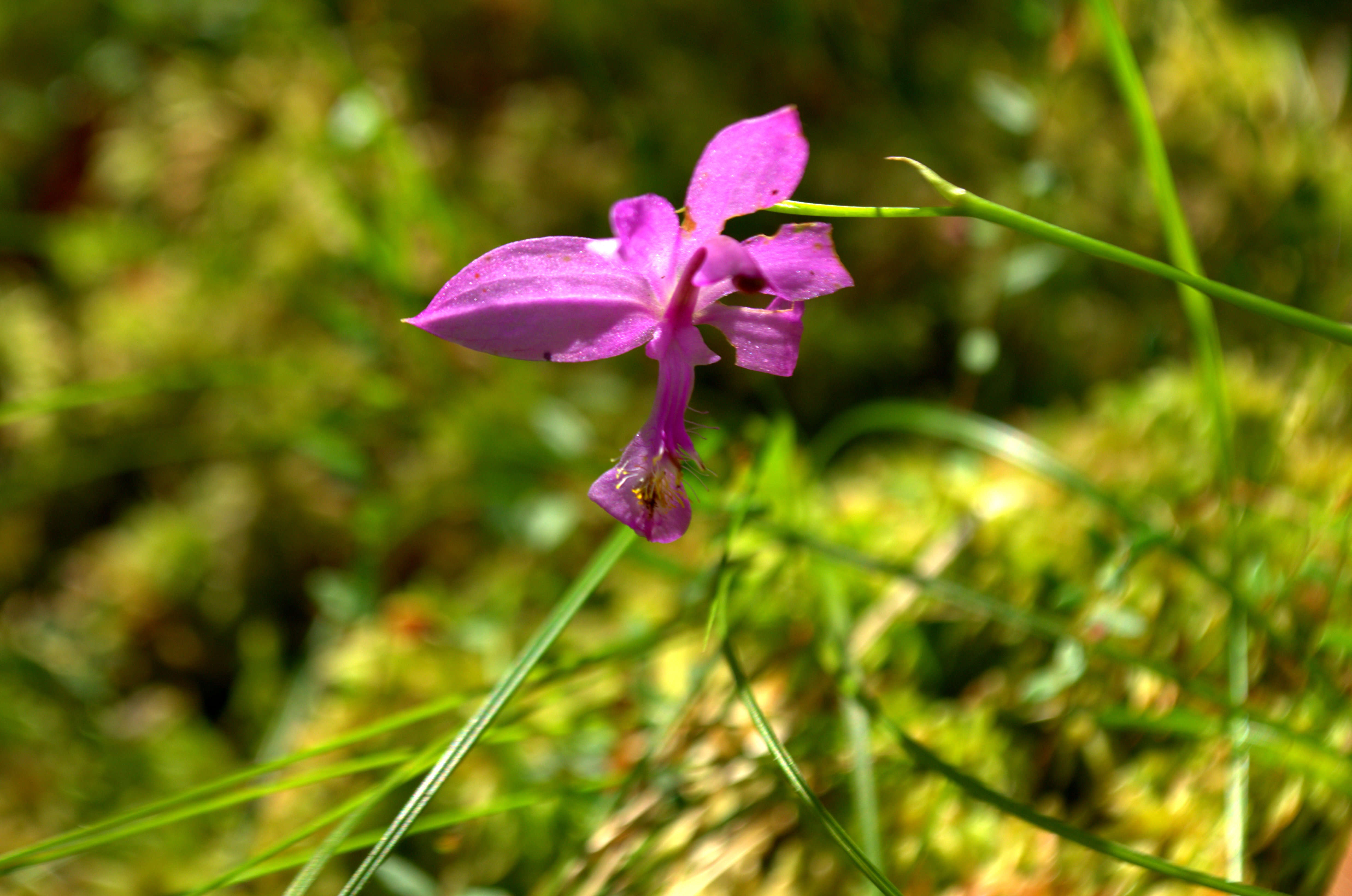 Image of tuberous grasspink