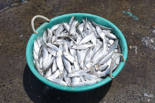 Image of Fringelip Mullet