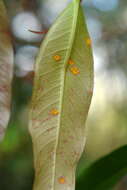 Image de Austropuccinia psidii (G. Winter) Beenken 2017