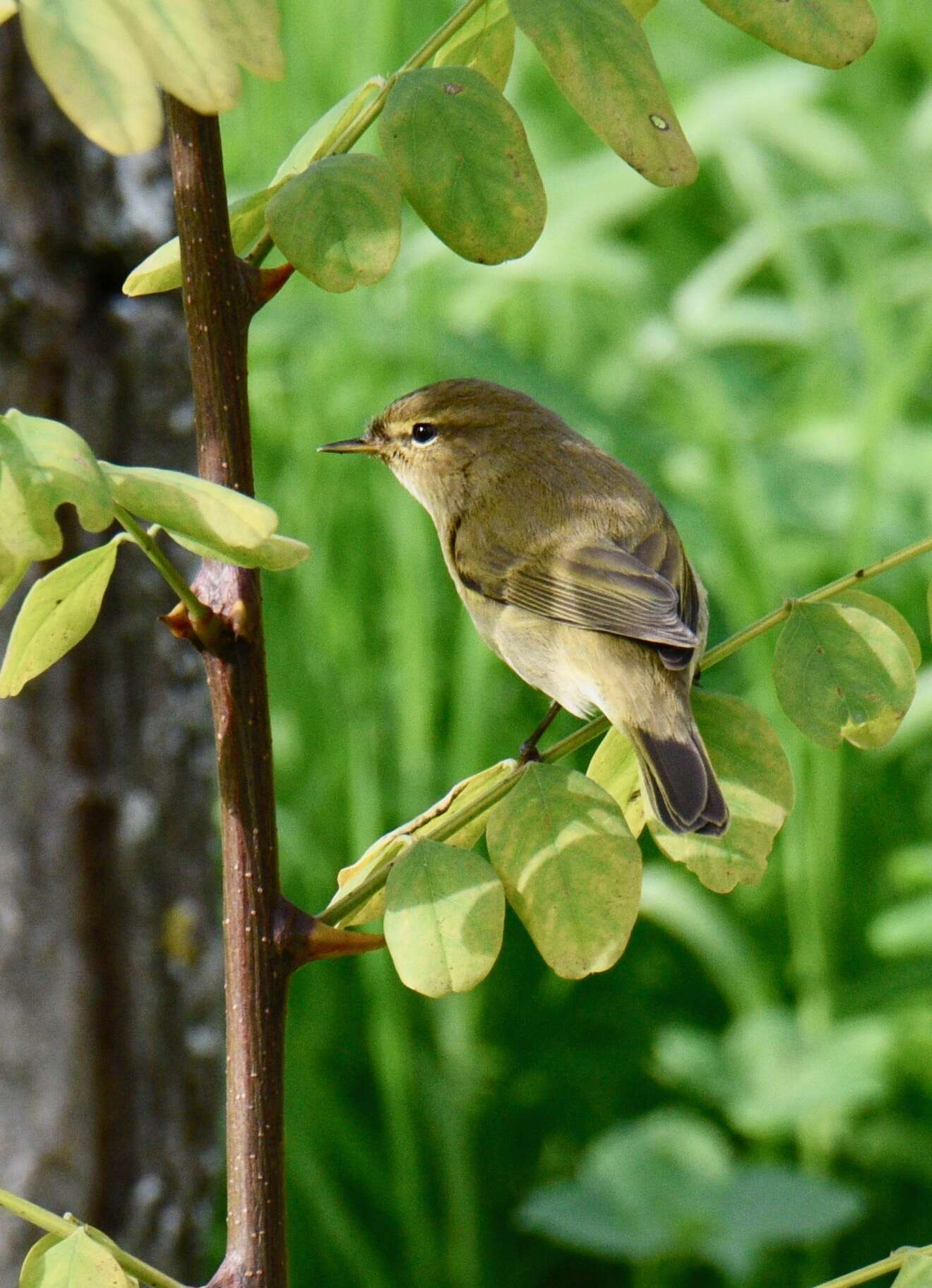 Image of Common Chiffchaff