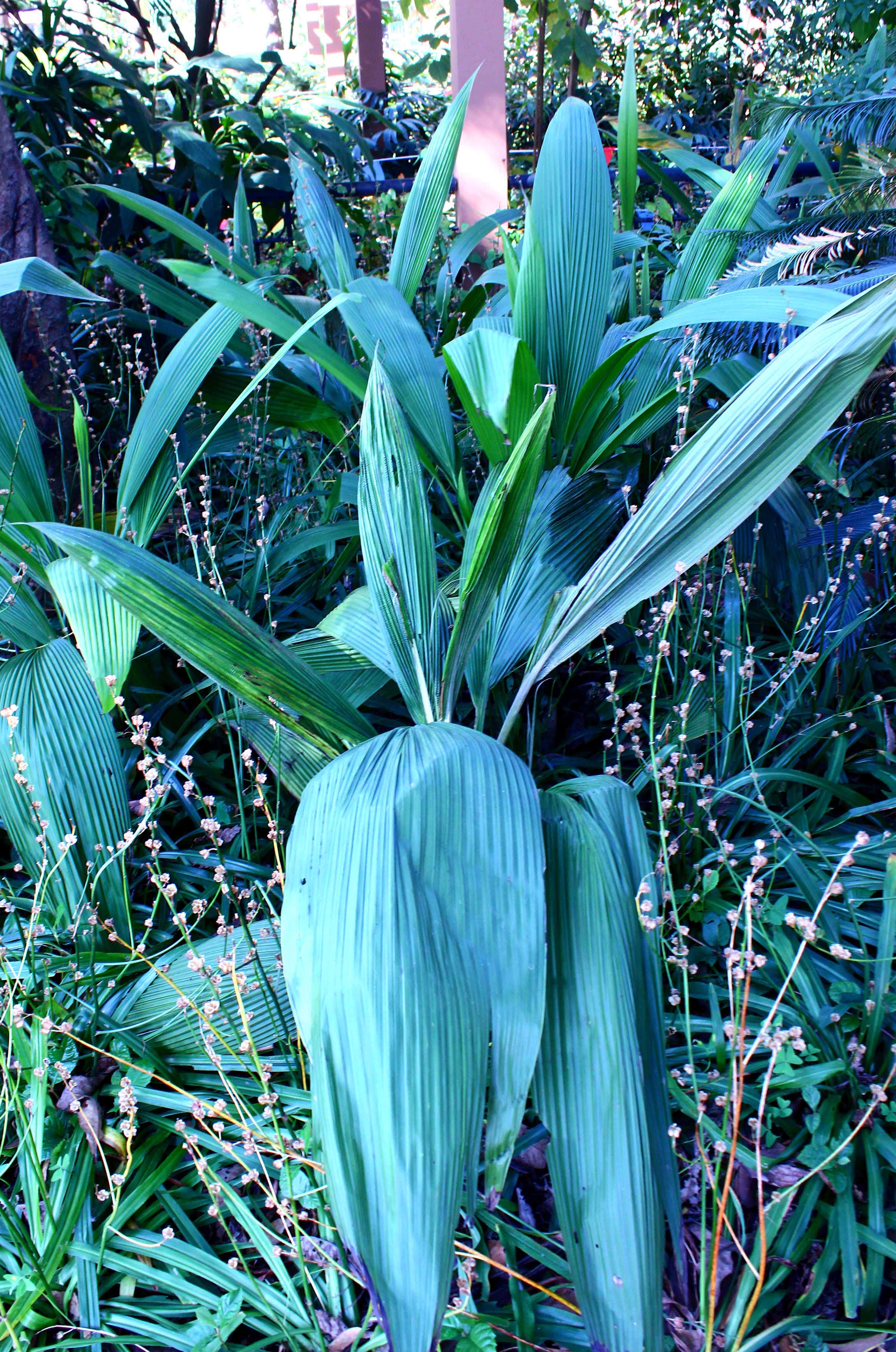 Image of Palm-Grass