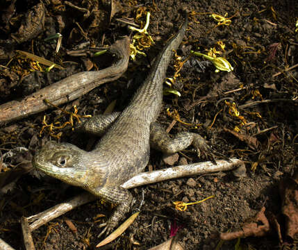 Plancia ëd Tropidurus oreadicus Rodrigues 1987