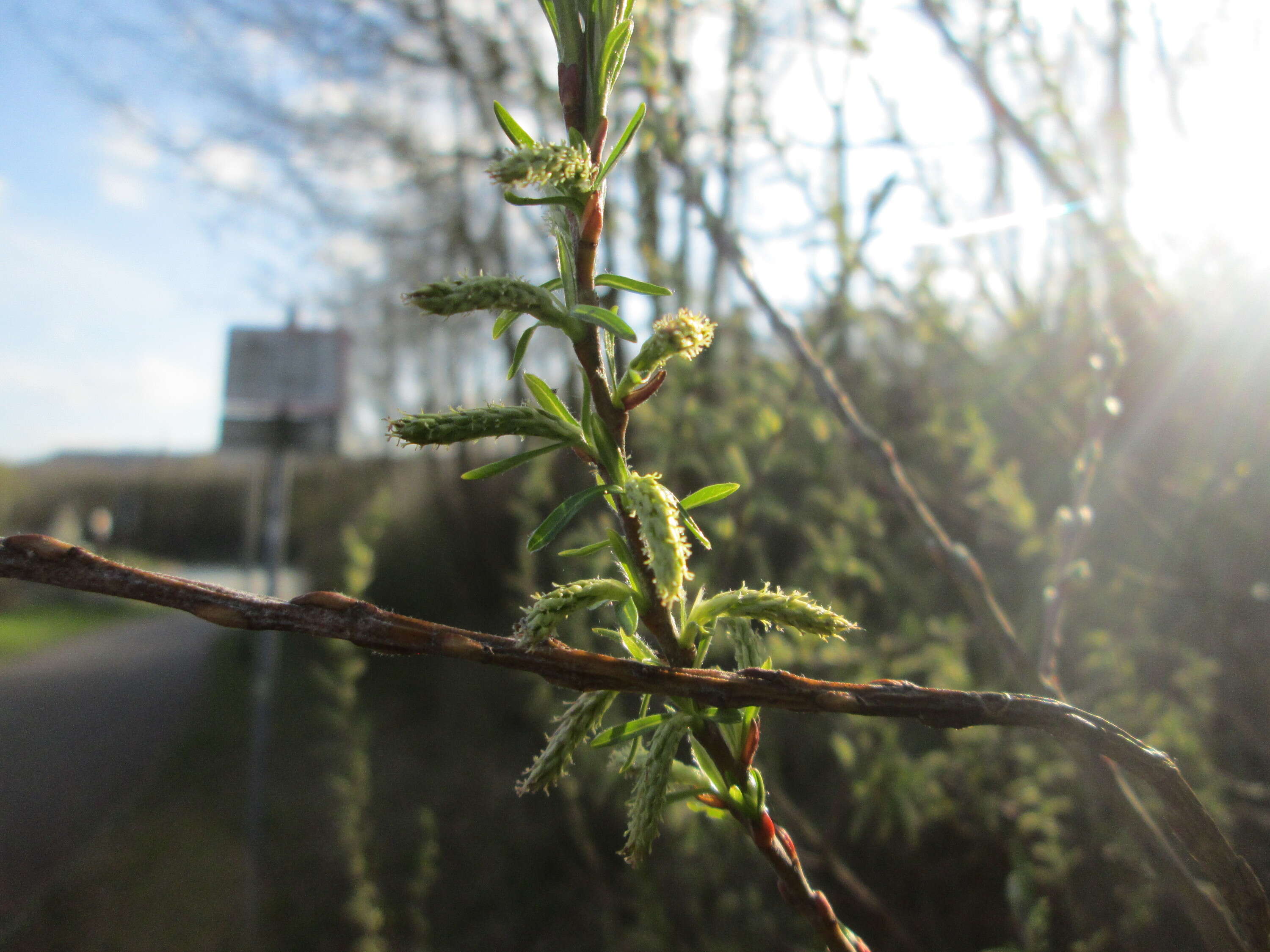 Image of Salix eleagnos