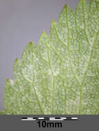 Image of Norwegian angelica