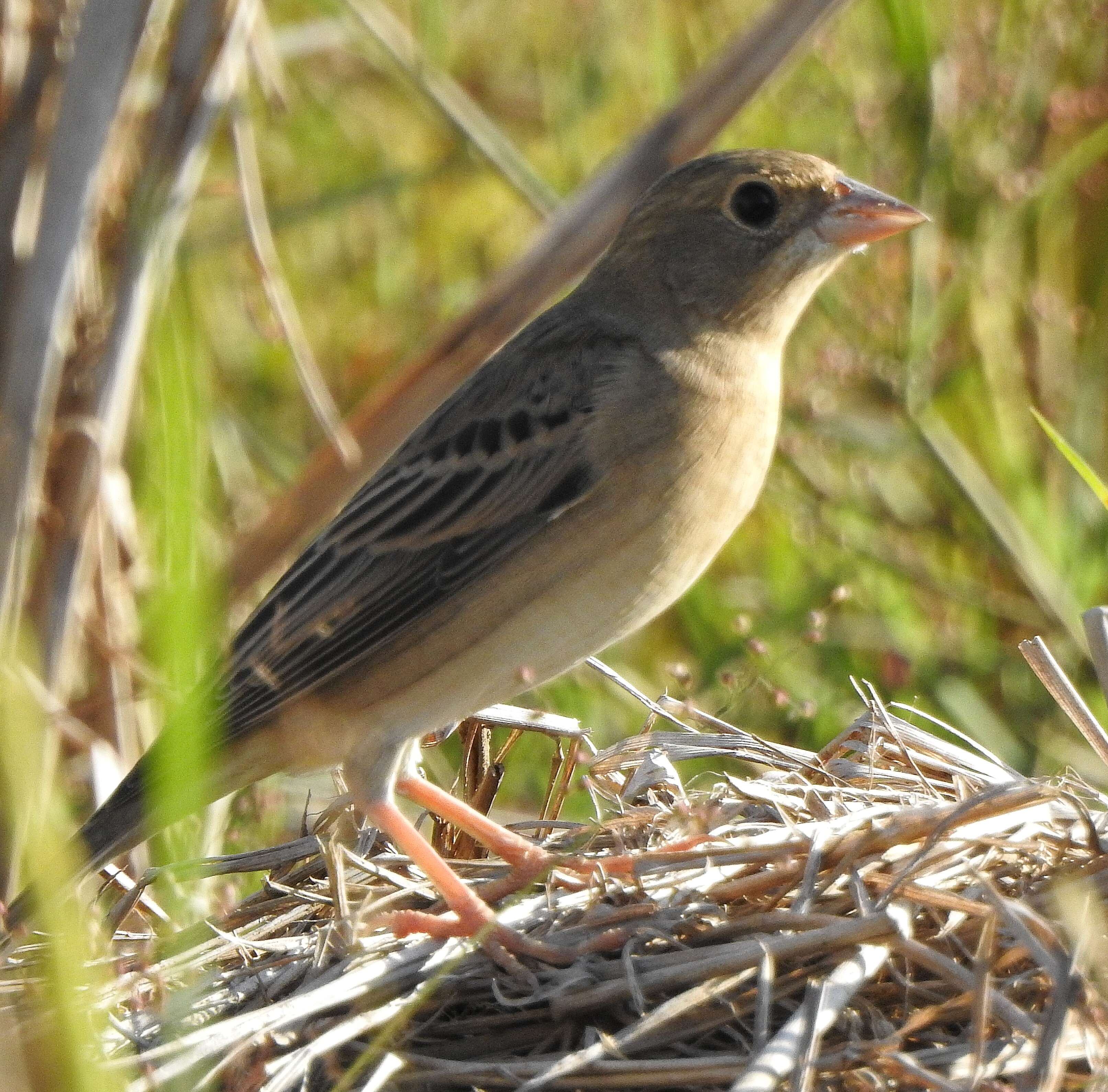 Image of Brown-headed Bunting