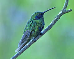 Colibri coruscans (Gould 1846) resmi