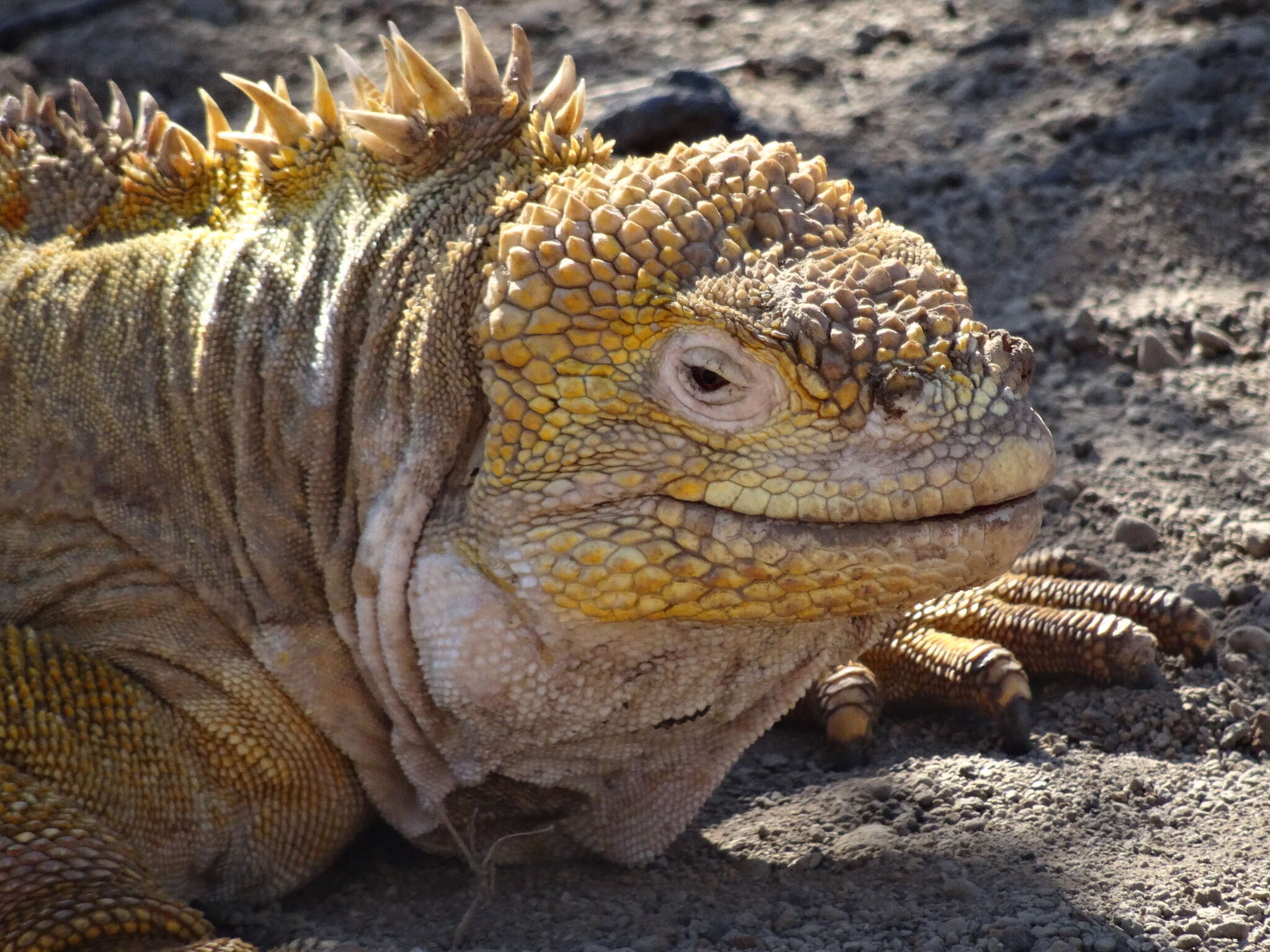 Image of Galapagos Land Iguana