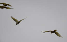 Image of Little Corella