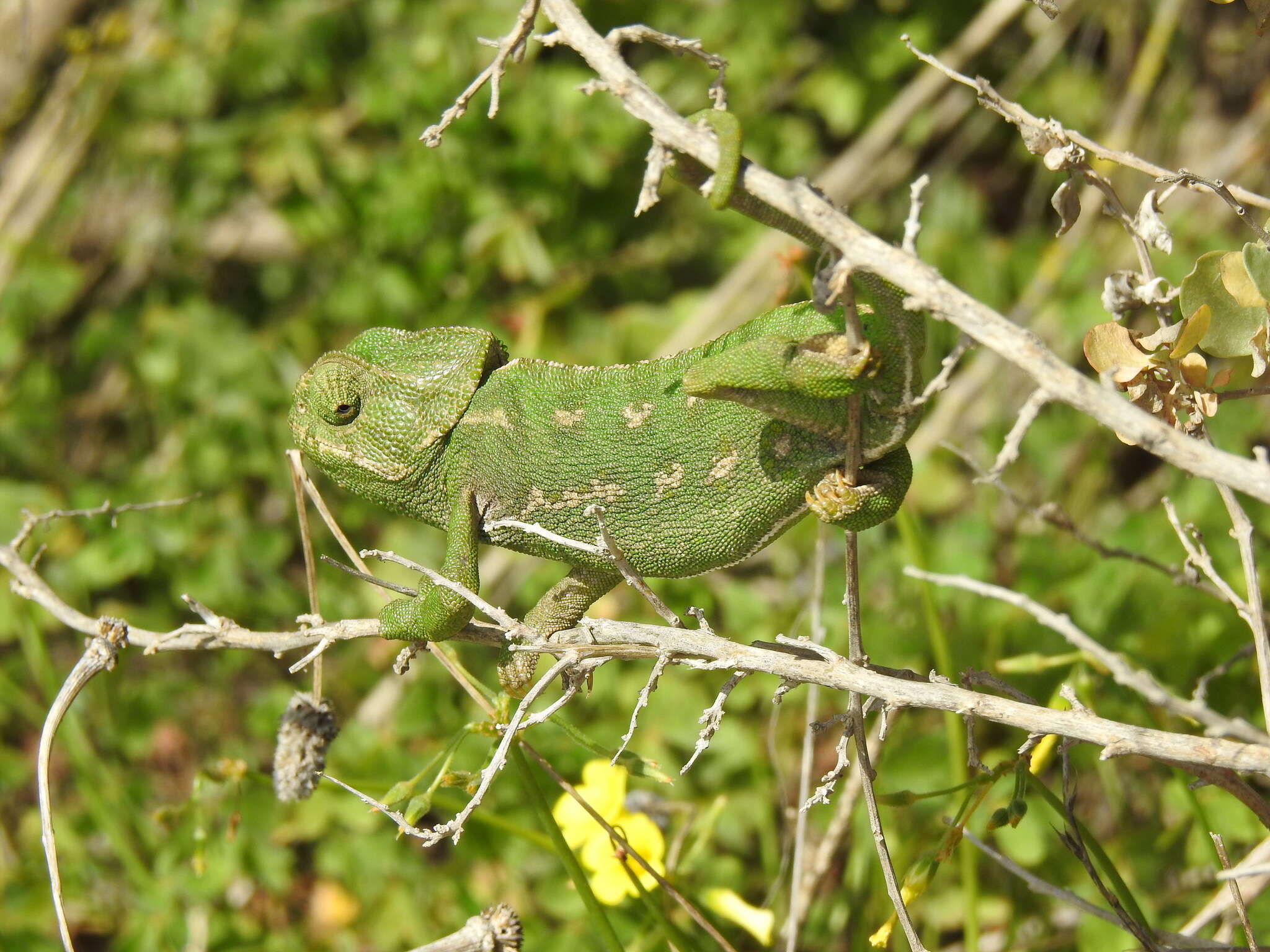 Image de Caméléon commun