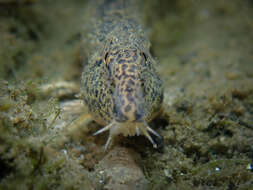 Image of Spined Loach