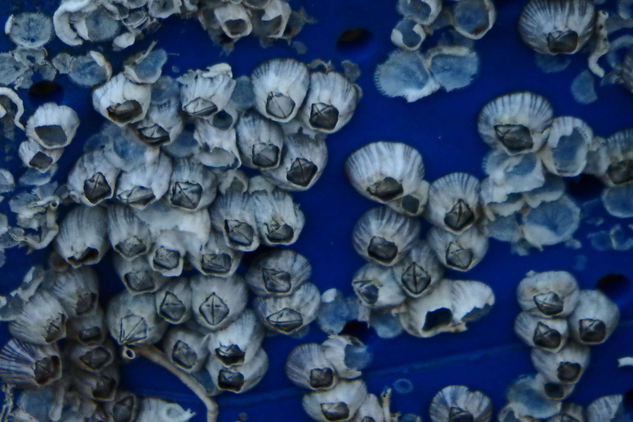 Image of Striped barnacle