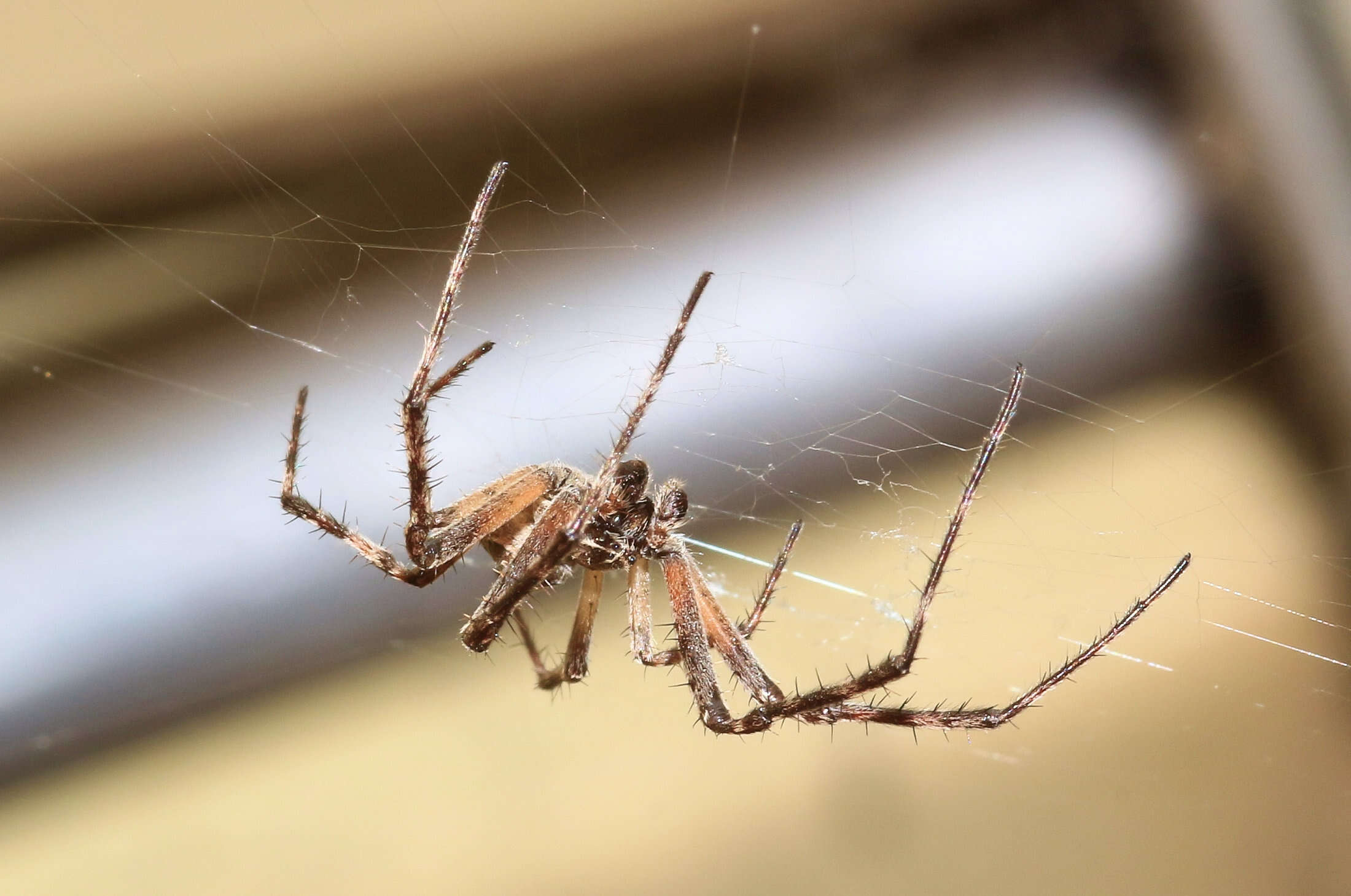 Image of Gray Cross Spider