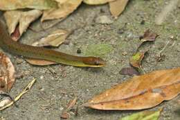 صورة Erythrolamprus epinephelus (Cope 1862)