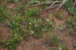 Image of San Diego thorn-mint