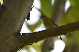 Image of American Redstart