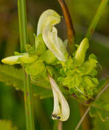 Image of swamp lousewort