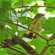 Image of American Redstart