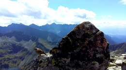 Image of Alpine Accentor