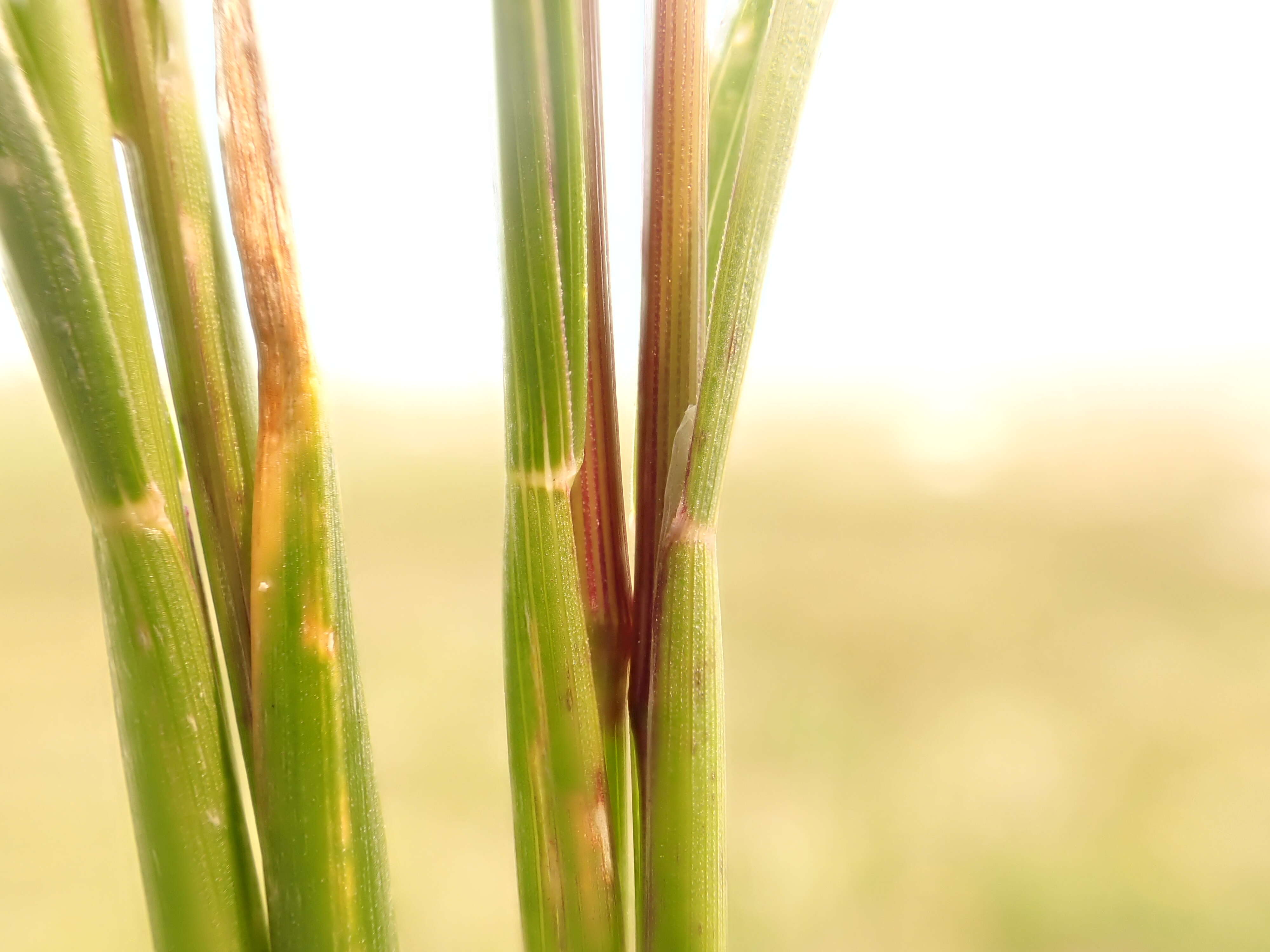 Image de Poa fendleriana (Steud.) Vasey