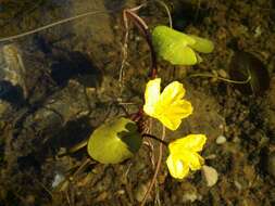 Image of yellow floatingheart