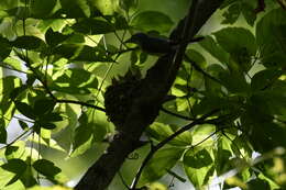 Image of gnatcatchers