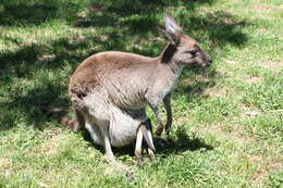 Macropus fuliginosus (Desmarest 1817) resmi