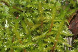 Image of calliergonella moss