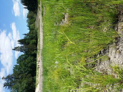 Image of Scirpus radicans Schkuhr