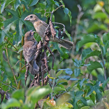 Image of Blue Grosbeak