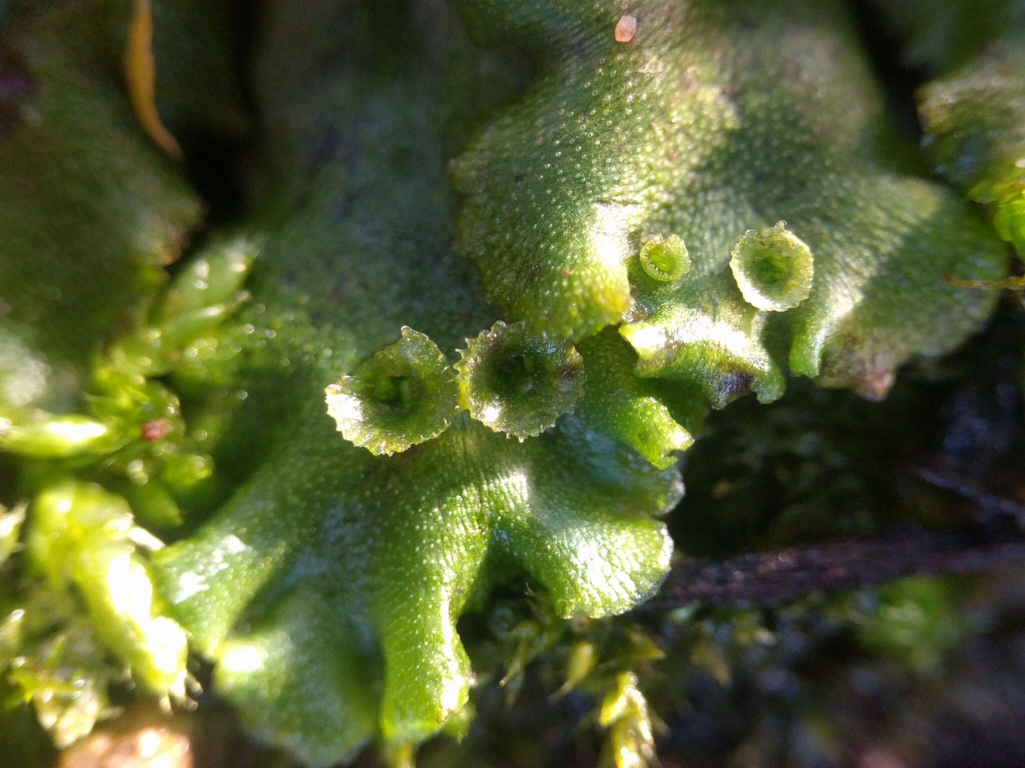 Image of common liverwort