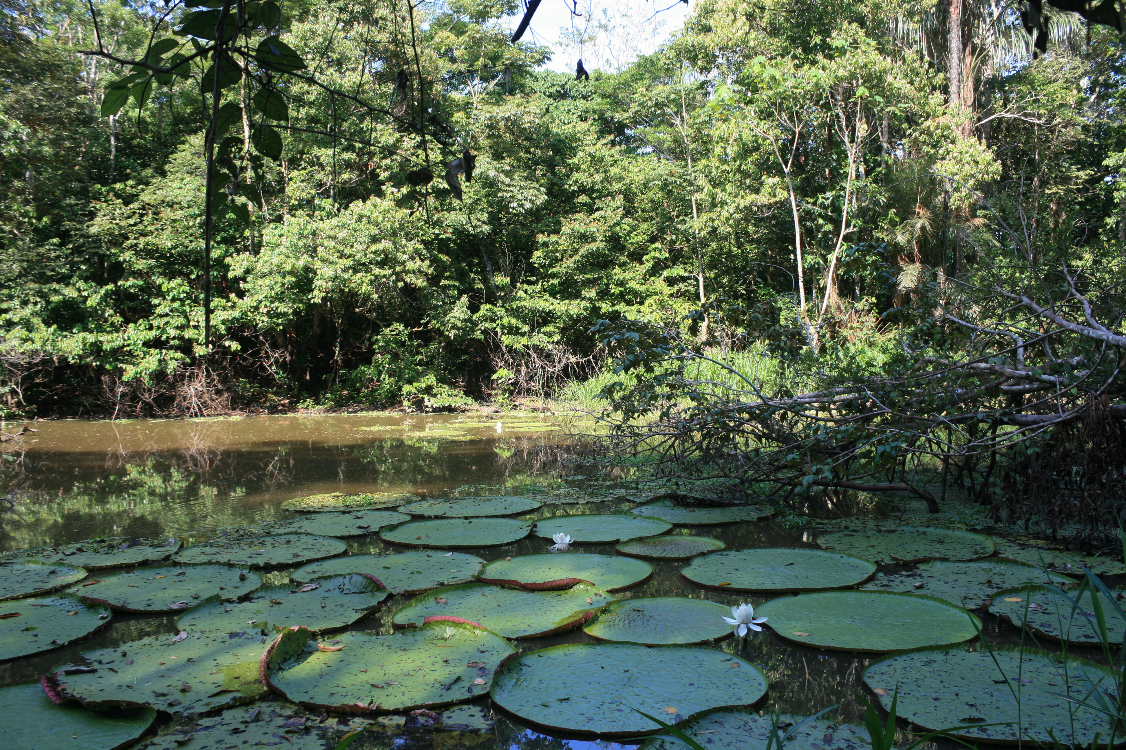 Image of giant waterlily