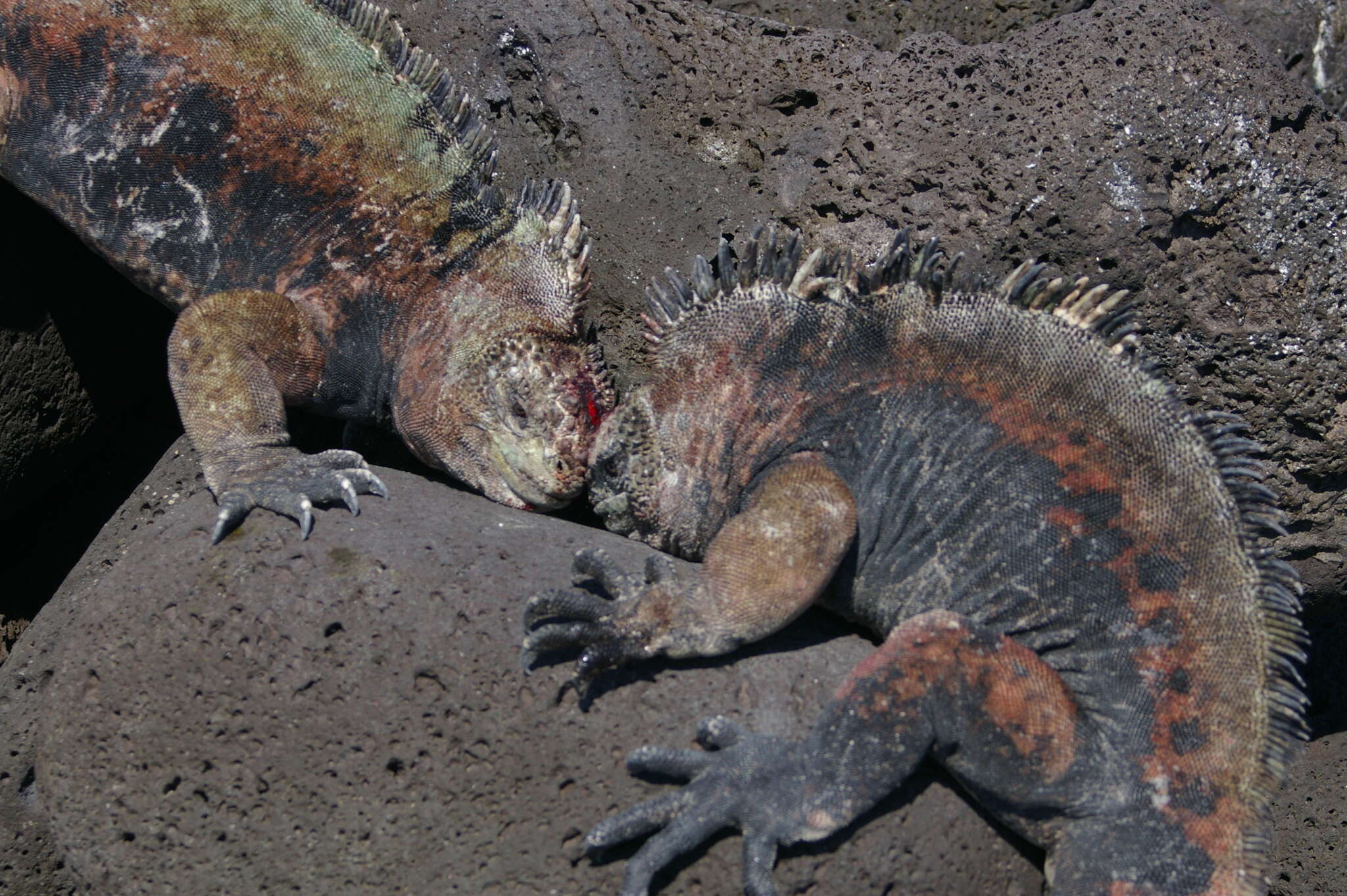 Image of marine iguana