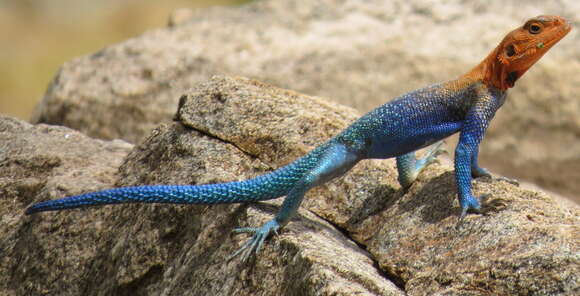 Image of Kenya Rock Agama