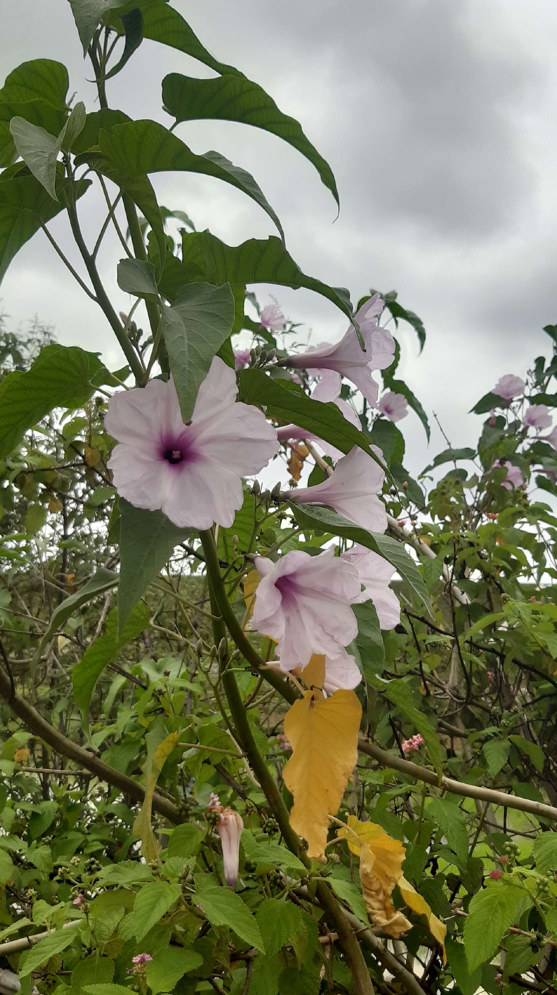 Слика од Ipomoea carnea Jacq.