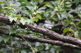 Image of gnatcatchers