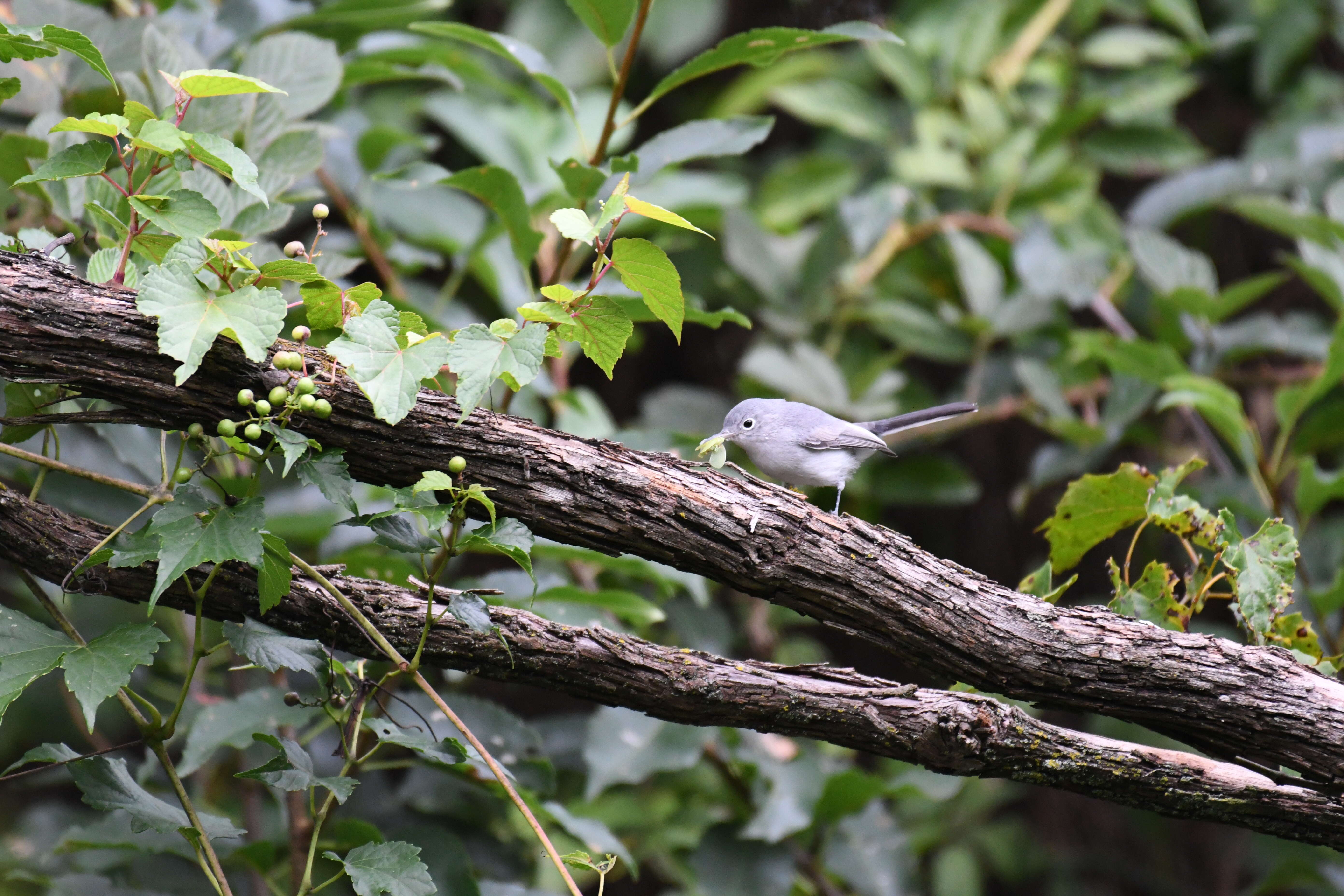 Image of gnatcatchers